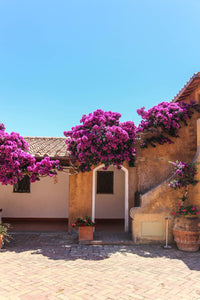 LAS PLANTAS Y SUS EFECTOS EN EL HOGAR