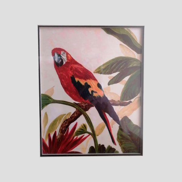 CUADRO LÁMINA LORO ROJO ENMARCADO